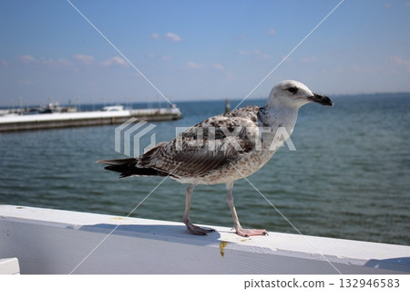 Seagull on white railing at Sopot pier on sunny summer day 132946583