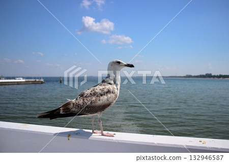 Seagull on white railing at Sopot pier on sunny summer day 132946587