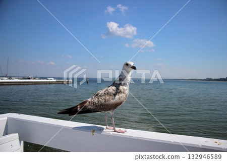 Seagull on white railing at Sopot pier on sunny summer day 132946589