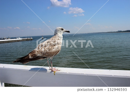 Seagull on white railing at Sopot pier on sunny summer day Seagull on white railing at Sopot pier on sunny summer day 132946593