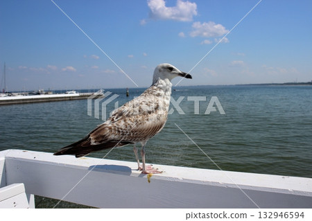 Seagull on white railing at Sopot pier on sunny summer day 132946594