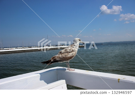 Seagull on white railing at Sopot pier on sunny summer day 132946597