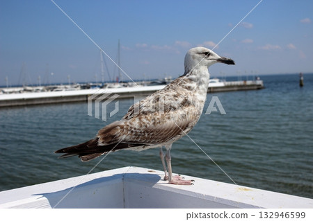Seagull on white railing at Sopot pier on sunny summer day 132946599