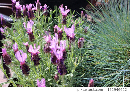 Lavender flowers and ornamental grass in summer garden 132946622