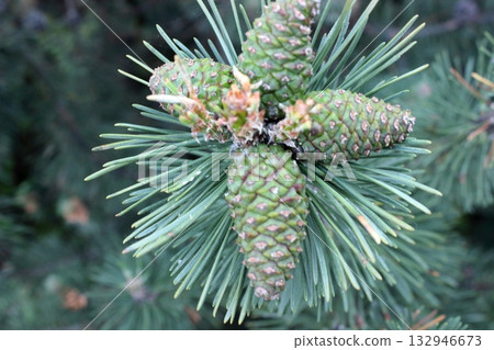 Close up of green pine cones and needles on branch 132946673