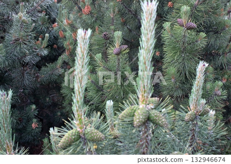 Young pine trees with green cones growing in forest Young pine trees with green cones growing in forest 132946674
