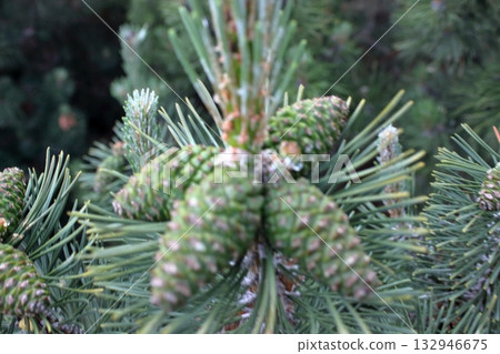 Close up of young green pine cones on conifer branch Close up of young green pine cones on conifer branch 132946675