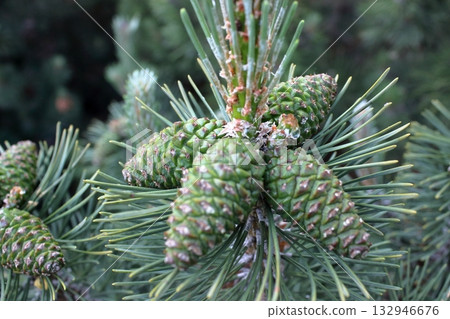 Close up of young green pine cones on conifer branch 132946676