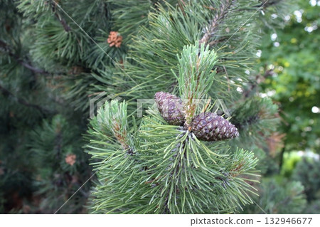 Brown pine cones and green needles on conifer branch Brown pine cones and green needles on conifer branch 132946677