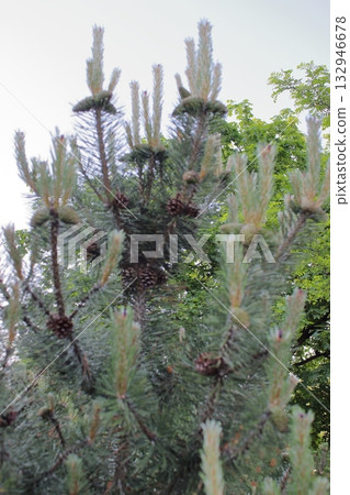 Pine tree branches with numerous brown cones in forest Pine tree branches with numerous brown cones in forest 132946678