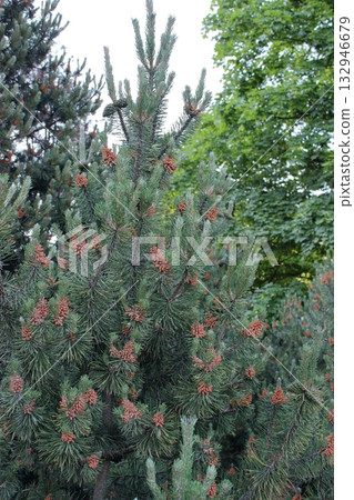 Pine tree branches with numerous brown cones in forest 132946679