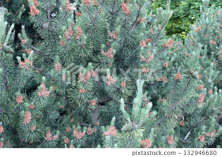 Pine tree branches with numerous brown cones in forest Pine tree branches with numerous brown cones in forest 132946680