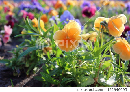 Colorful spring flowers in sunlight with blurred fountain background Colorful spring flowers in sunlight with blurred fountain background 132946695