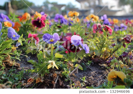 Colorful spring flowers in sunlight with blurred fountain background Colorful spring flowers in sunlight with blurred fountain background 132946696