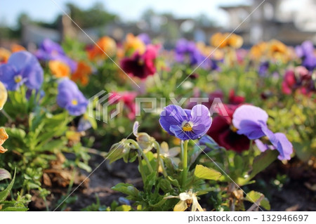 Colorful spring flowers in sunlight with blurred fountain background Colorful spring flowers in sunlight with blurred fountain background 132946697