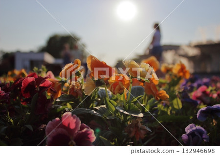 Colorful flowers in sunlight with blurred people in background Colorful flowers in sunlight with blurred people in background 132946698