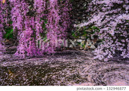 [Suwa Takashima Castle] Flower rafts and weeping cherry blossoms in the moat [Suwa City] 132946877