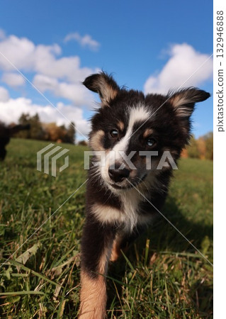 A small dog is standing in a field of grass A small dog is standing in a field of grass 132946888
