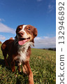 A brown and white dog is running in a field with a blue sky in the background 132946892