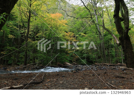 Oirase stream Oirase stream 132946963