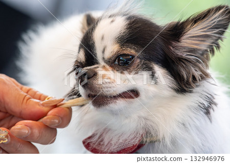 表情可愛的吉娃娃 132946976