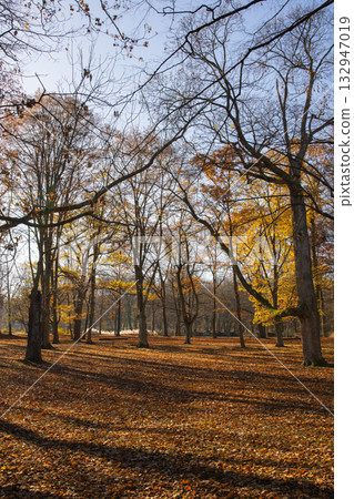 Autumn park with trees and golden leaves in sunlight, peaceful fall landscape 132947019