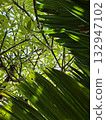 Tropical green leaves and sunlight through branches 132947102