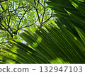Tropical green leaves and sunlight through branches 132947103