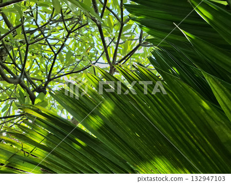 Tropical green leaves and sunlight through branches 132947103