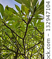 Tropical green leaves and sunlight through branches 132947104