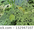 Green duckweed texture natural water surface background 132947107