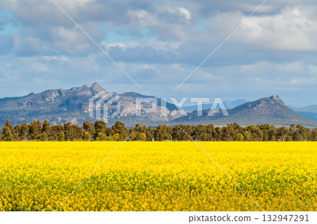 Golden canola fields stretching toward the Grampians mountains, Victoria, Australia 132947291