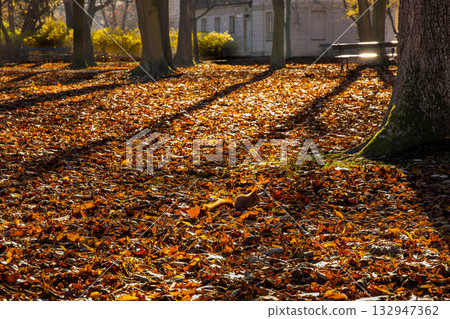 Red squirrel in autumn park with golden leaves and warm sunlight 132947362