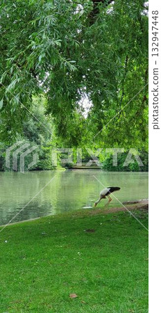 Stork drinking water from a lake in Strasbourg park. Mobile photography, real candid phone snapshot 132947448