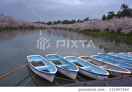 Illuminated cherry blossom trees in Hirosaki Park 132947464