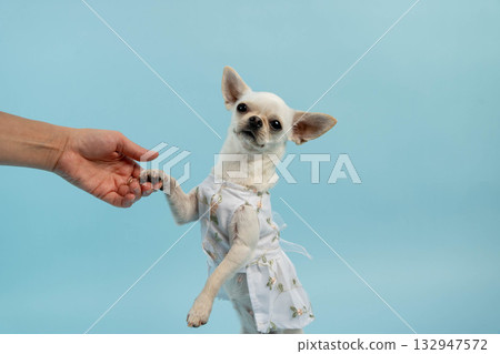 Small white dog wearing a cute dress is playfully reaching out its paw to a human hand against a soft blue background, showcasing a joyful interaction between pet and owner Small white dog wearing a cute dress is playfully reaching out its paw to a human hand against a soft blue background, showcasing a joyful interaction between pet and owner 132947572