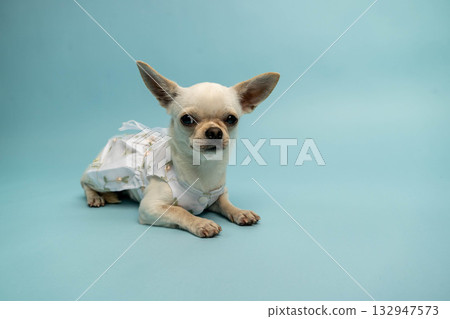 Small dog wearing a cute dress lies on a light blue background, showcasing its playful demeanor and adorable features in a charming pet portrait Small dog wearing a cute dress lies on a light blue background, showcasing its playful demeanor and adorable features in a charming pet portrait 132947573