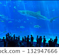 美麗海水族館的鯨鯊 美麗海水族館的鯨鯊 132947666