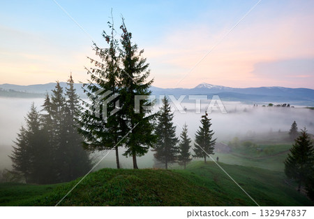 Misty morning in lush green valley. Tall pine trees stand prominently in foreground, while distant landscape veiled in soft fog. Sky painted with delicate hues of pink and blue as sun rises. Misty morning in lush green valley. Tall pine trees stand prominently in foreground, while distant landscape veiled in soft fog. Sky painted with delicate hues of pink and blue as sun rises. 132947837