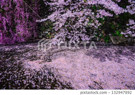 [Suwa Takashima Castle] Flower raft in the dugout [Suwa City] 132947892