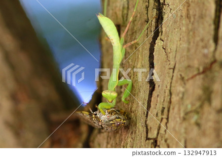 螳螂捕食蟬 132947913