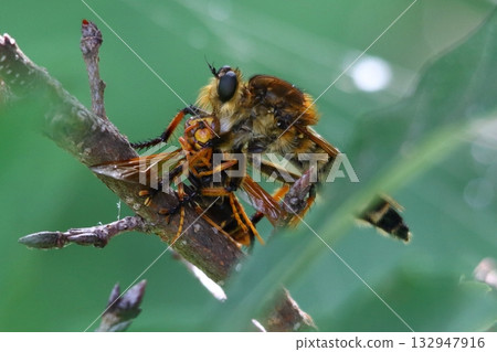 一隻白粉蝨正在捕食蜜蜂 一隻白粉蝨正在捕食蜜蜂 132947916