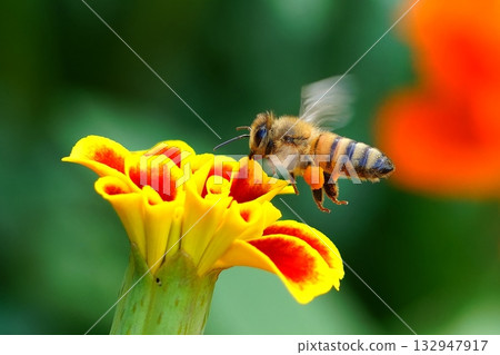 花朵和西方蜜蜂 132947917