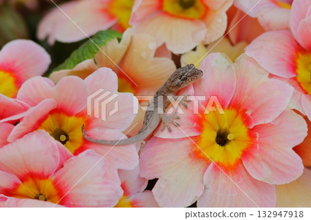 花朵和幼年壁虎 花朵和幼年壁虎 132947918
