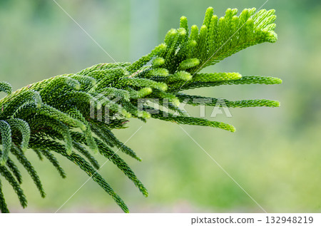 Close up of Pine tree with customizable space for text. Christmas season concept. 132948219