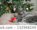 Gorgeous fluffy gray cat with striking yellow eyes lies on sofa with red Christmas ornament staring directly at camera with decorated Christmas tree in background. Perfect for holiday pet themes 132948249