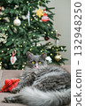 Vertical close-up of fluffy gray cat with yellow eyes and visible pink tongue lick lying on sofa with Christmas tree full of lights blurred directly behind it. Perfect for vertical holiday stories 132948250