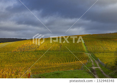 Golden vineyard rows in Champagne region, France 132948348