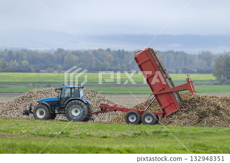 Tractor unloading sugar beet harvest in Vert Toulon, France Tractor unloading sugar beet harvest in Vert Toulon, France 132948351