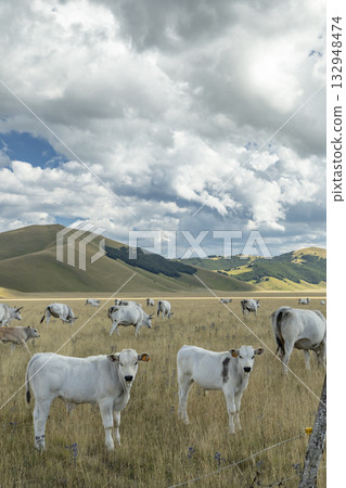 White cows grazing in Castelluccio valley farmland White cows grazing in Castelluccio valley farmland 132948474
